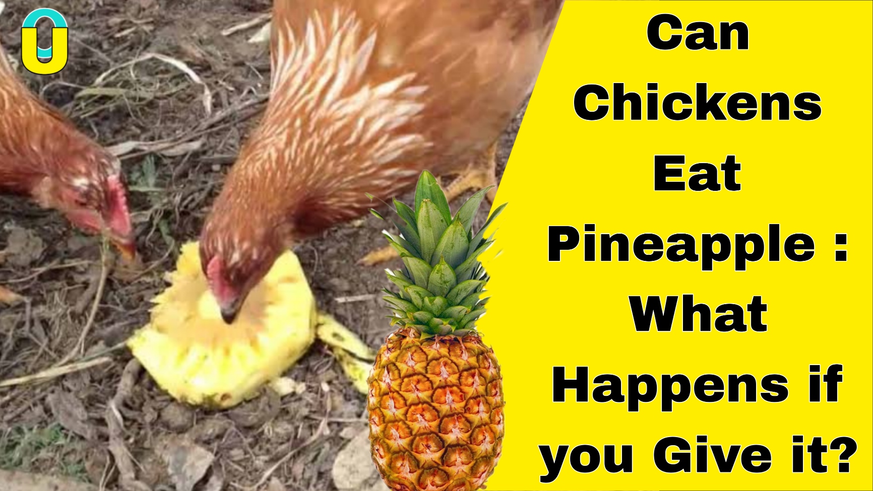 Can Chickens Eat Pineapple : What Happens if you Give it?