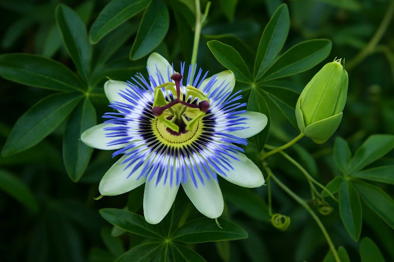 Blue Passion Flower Plant ( Passiflora Caerulea ) : Growing, Care, and Toxicity