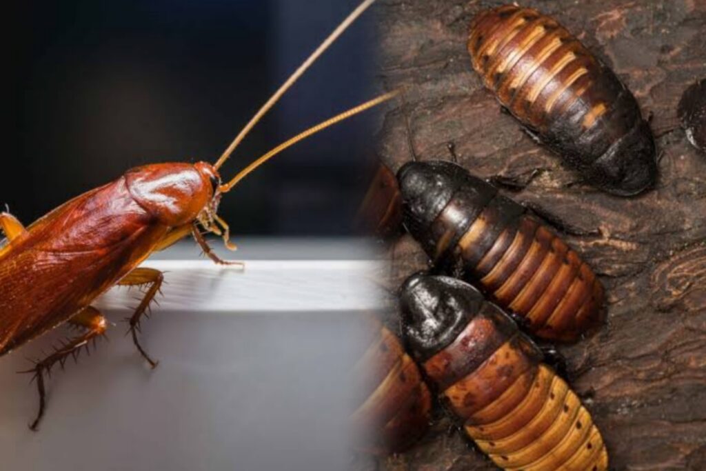 Tiny cockroach vs Baby cockroach: Differences, Risks & Solutions